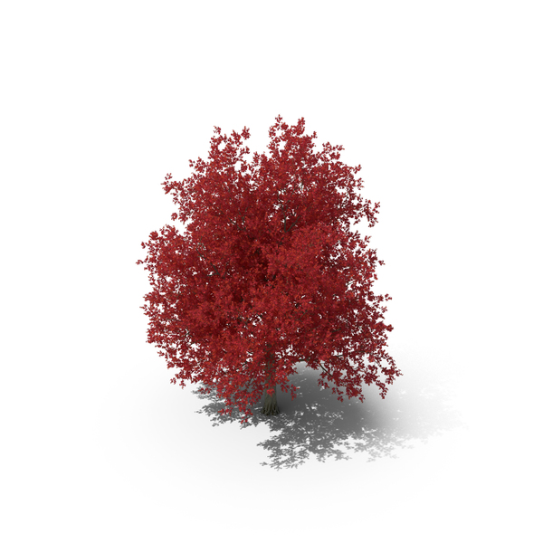 Autumn Maple Tree PNG & PSD Images Autumn Maple Tree PNG & PSD Images