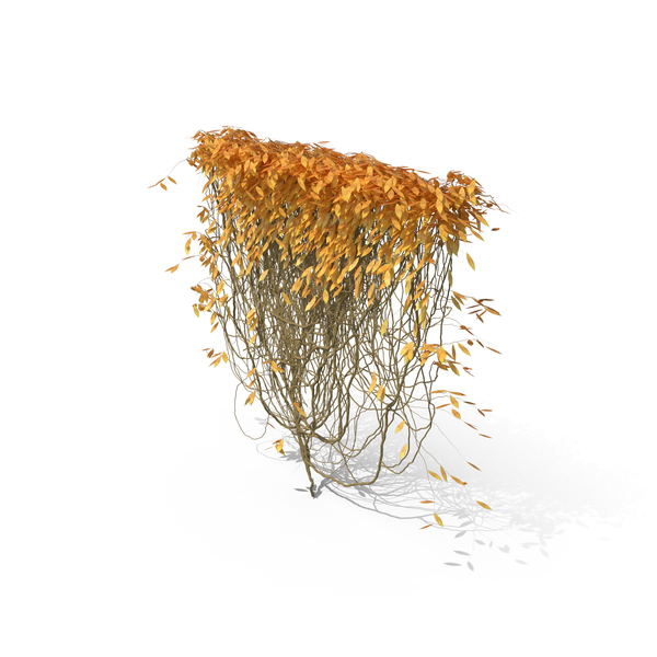 Vine: Autumn Vines PNG & PSD Images