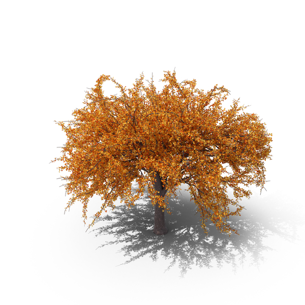 Autumnal Cherry Tree PNG & PSD Images Autumnal Cherry Tree PNG & PSD Images