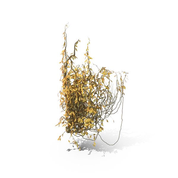 Autumnal Ivy PNG & PSD Images Autumnal Ivy PNG & PSD Images