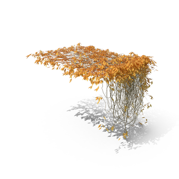 Autumnal Ivy PNG & PSD Images Autumnal Ivy PNG & PSD Images