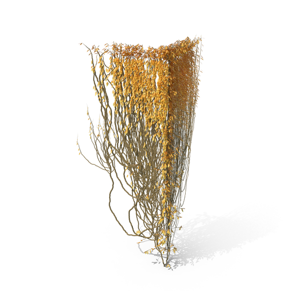 Autumnal Ivy PNG & PSD Images Autumnal Ivy PNG & PSD Images