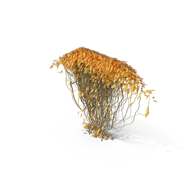 Autumnal Ivy PNG & PSD Images Autumnal Ivy PNG & PSD Images