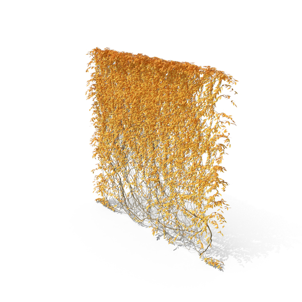 Autumnal Ivy PNG & PSD Images Autumnal Ivy PNG & PSD Images