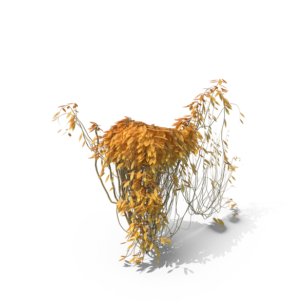 Autumnal Ivy PNG & PSD Images Autumnal Ivy PNG & PSD Images