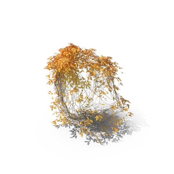 Autumnal Ivy PNG & PSD Images Autumnal Ivy PNG & PSD Images