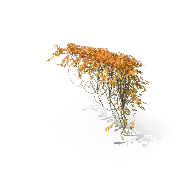 Autumnal Ivy PNG & PSD Images Autumnal Ivy PNG & PSD Images