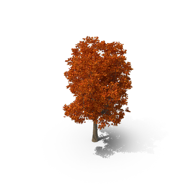 Autumnal Tree PNG & PSD Images Autumnal Tree PNG & PSD Images