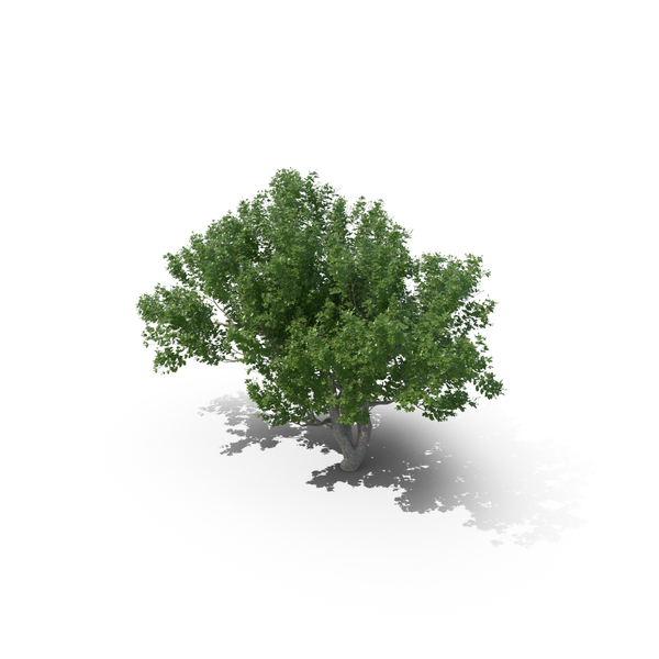 Avicennia Tree PNG & PSD Images Avicennia Tree PNG & PSD Images