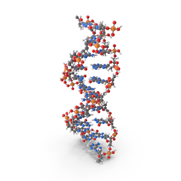 B Form DNA Structure PNG Images & PSDs for Download PixelSquid S120501578