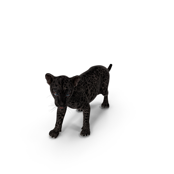 Baby Black Leopard Cub PNG & PSD Images Baby Black Leopard Cub PNG & PSD Images