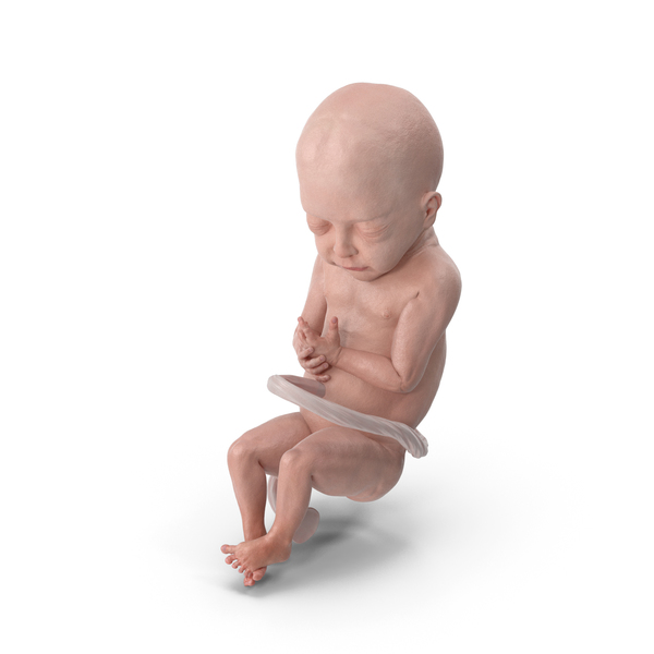 Fetus: Baby Boy at 28 Weeks PNG & PSD Images Fetus: Baby Boy at 28 Weeks PNG & PSD Images