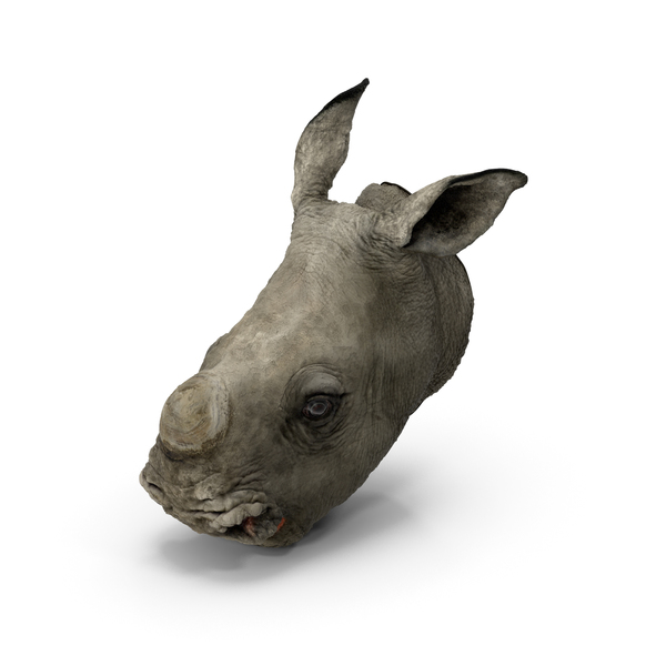 Rhinoceros: Baby Rhino Head PNG & PSD Images Rhinoceros: Baby Rhino Head PNG & PSD Images