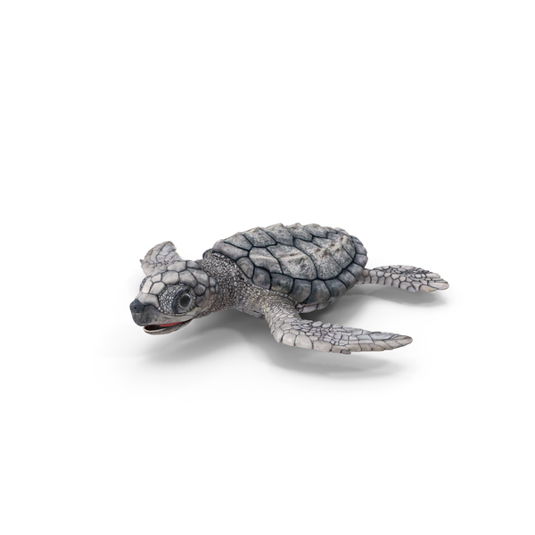 Baby Sea Turtle Gray PNG & PSD Images Baby Sea Turtle Gray PNG & PSD Images