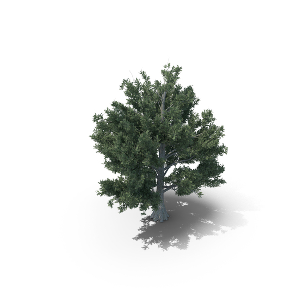 Bald Cypress PNG & PSD Images Bald Cypress PNG & PSD Images