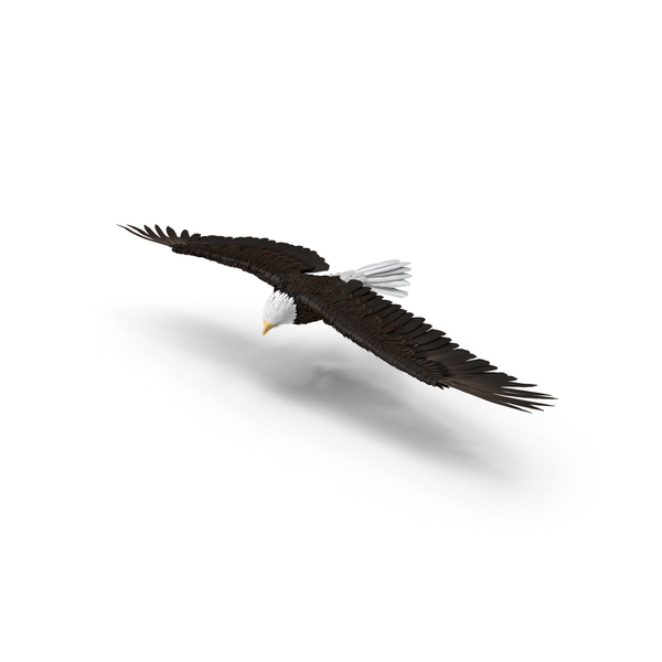 Bald Eagle Turning PNG & PSD Images Bald Eagle Turning PNG & PSD Images