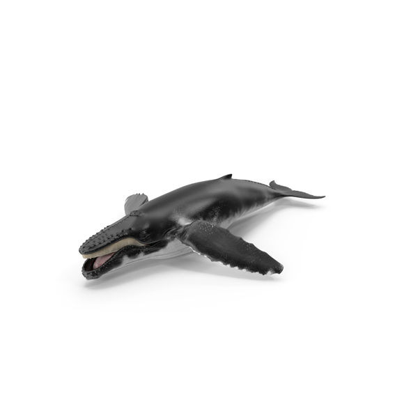 Humpback: Baleen Whale PNG & PSD Images Humpback: Baleen Whale PNG & PSD Images
