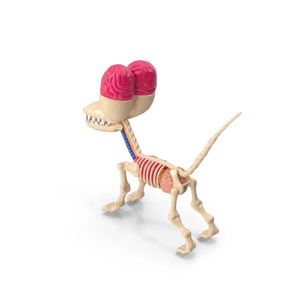Superficial: Balloon Dog Anatomy PNG & PSD Images Superficial: Balloon Dog Anatomy PNG & PSD Images