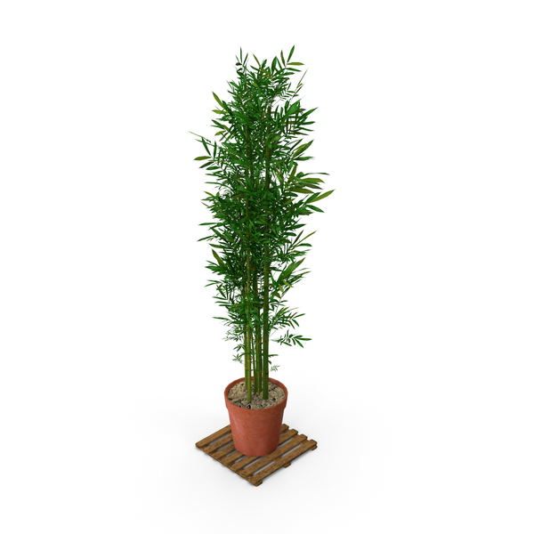 bamboo bush PNG & PSD Images