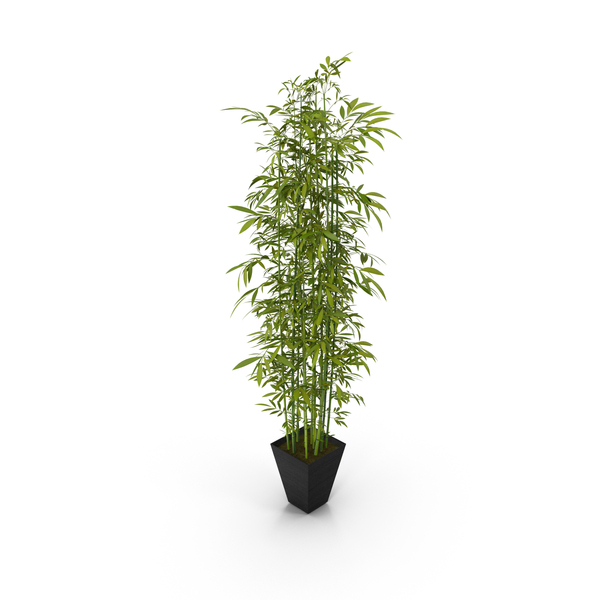 Bamboo Bush New PNG & PSD Images Bamboo Bush New PNG & PSD Images