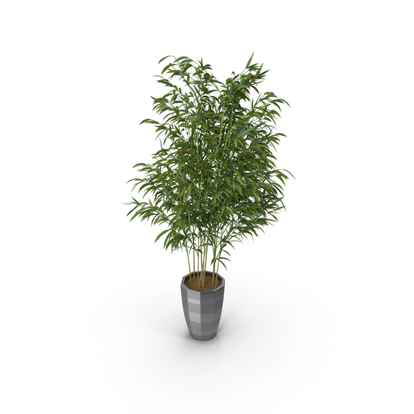 Bamboo Plant PNG & PSD Images