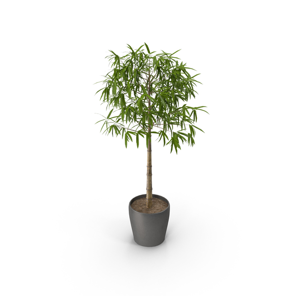 Bamboo Plant PNG & PSD Images