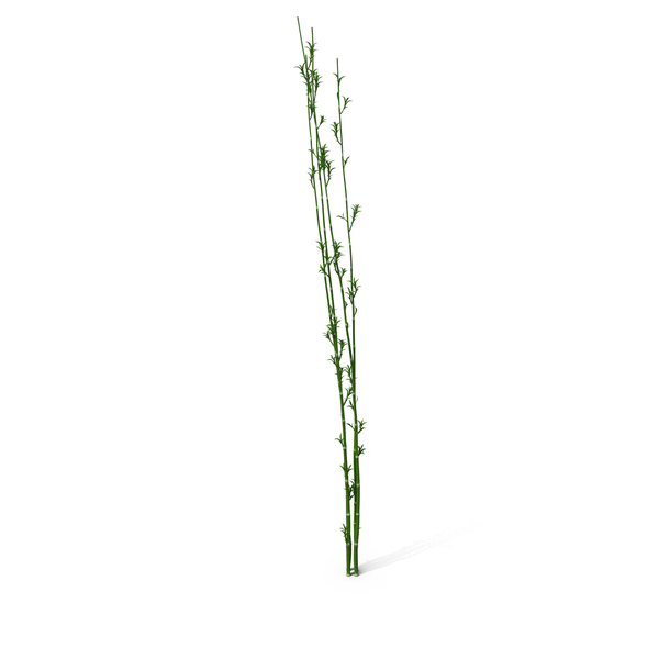 Bamboo Reed PNG & PSD Images Bamboo Reed PNG & PSD Images