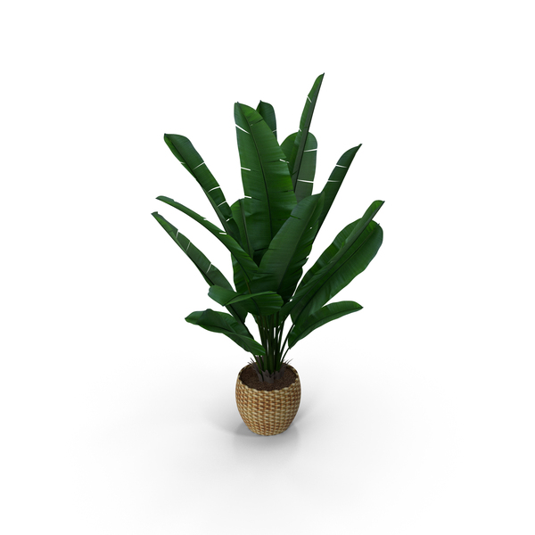 Banana Tree PNG Images & PSDs for Download | PixelSquid - S121479043