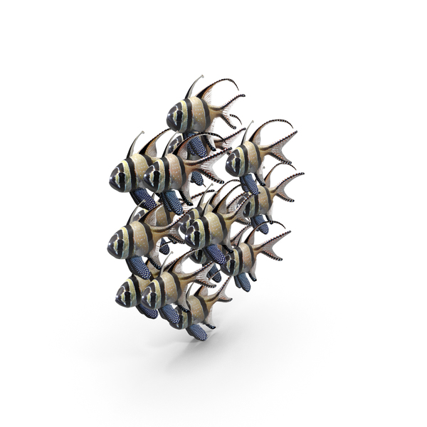 Bangai: Banggai Cardinal Fish Shoal PNG & PSD Images Bangai: Banggai Cardinal Fish Shoal PNG & PSD Images