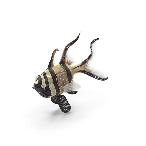 Banggai Cardinalfish Swimming Pose PNG & PSD Images Banggai Cardinalfish Swimming Pose PNG & PSD Images