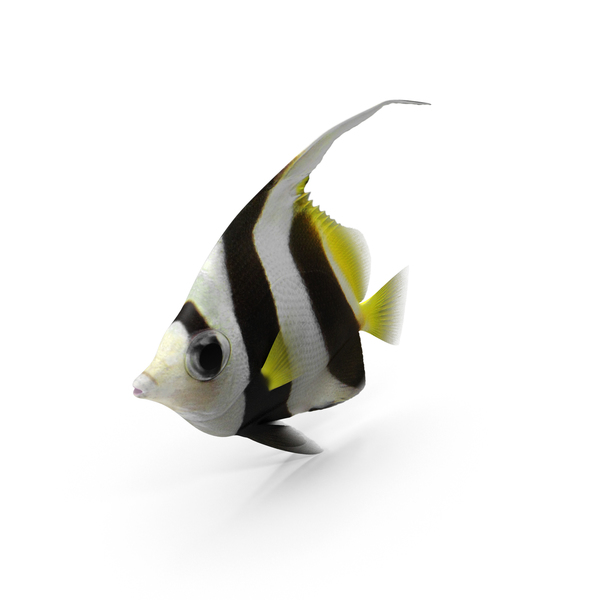 Bannerfish PNG & PSD Images Bannerfish PNG & PSD Images