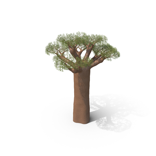 Baobab Tree PNG & PSD Images Baobab Tree PNG & PSD Images