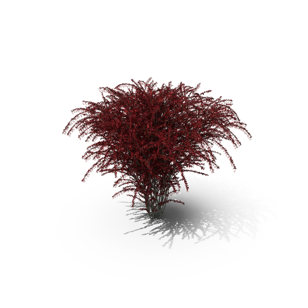 Japanese: Barberry Bush Red with Fruits PNG & PSD Images Japanese: Barberry Bush Red with Fruits PNG & PSD Images