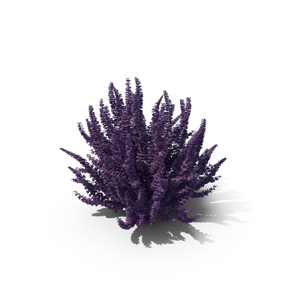 Japanese: Barberry Bush Violet PNG & PSD Images Japanese: Barberry Bush Violet PNG & PSD Images