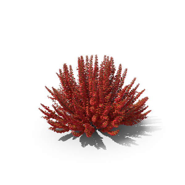Bush: Barberry PNG & PSD Images Bush: Barberry PNG & PSD Images
