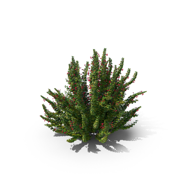 Japanese: Barberry Green PNG & PSD Images Japanese: Barberry Green PNG & PSD Images