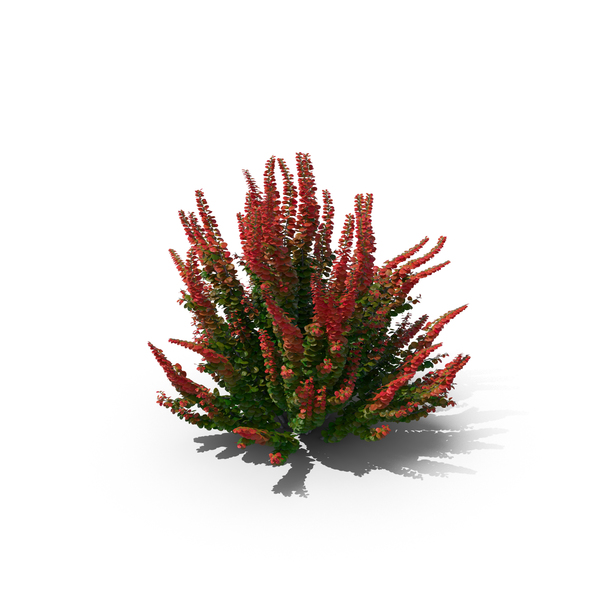 Japanese: Barberry Green with Red PNG & PSD Images Japanese: Barberry Green with Red PNG & PSD Images