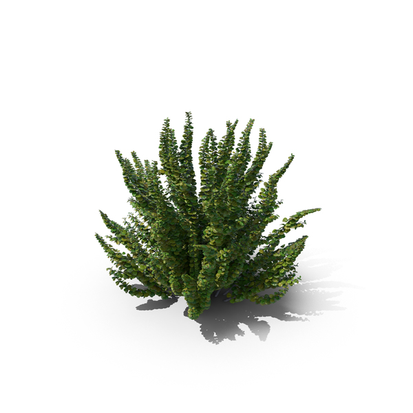 Japanese: Barberry PNG & PSD Images Japanese: Barberry PNG & PSD Images
