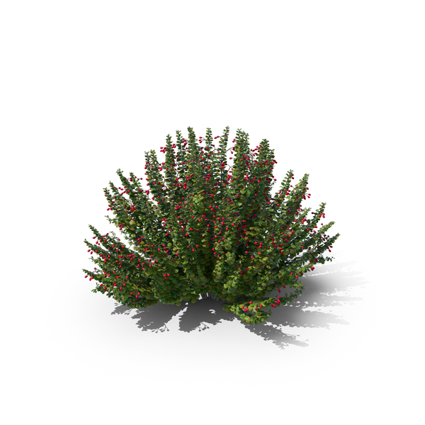 Japanese: Barberry PNG & PSD Images Japanese: Barberry PNG & PSD Images