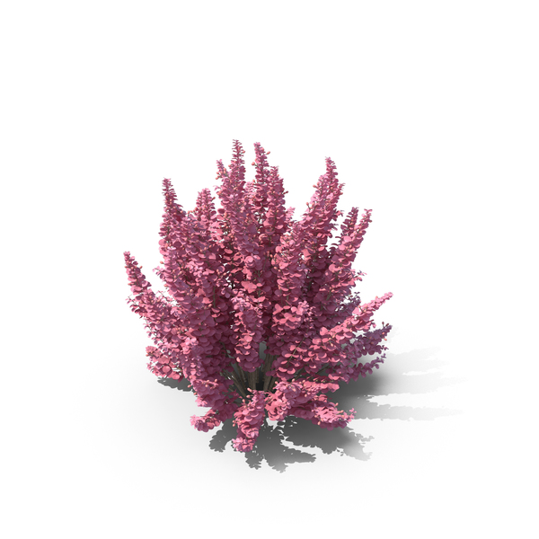 Plants: Barberry Plant PNG & PSD Images