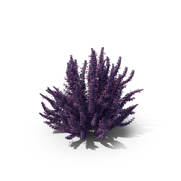 Japanese: Barberry Violet PNG & PSD Images Japanese: Barberry Violet PNG & PSD Images