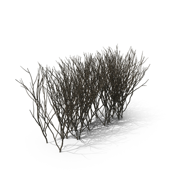 Bare Boxwood PNG & PSD Images Bare Boxwood PNG & PSD Images