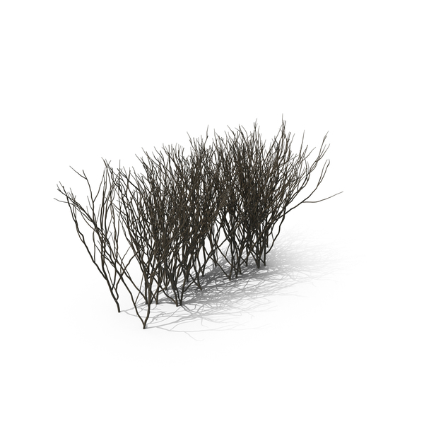 Bare Boxwood PNG & PSD Images Bare Boxwood PNG & PSD Images