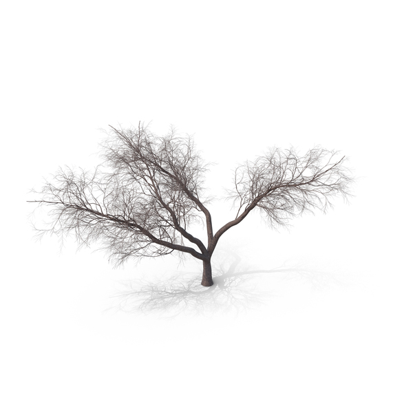 Bare Japanese Cherry Tree PNG & PSD Images Bare Japanese Cherry Tree PNG & PSD Images