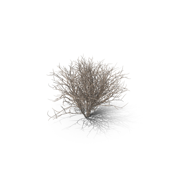 Bush: Bare Lilac PNG & PSD Images Bush: Bare Lilac PNG & PSD Images