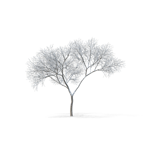 Deciduous: Bare Snow Tree PNG & PSD Images