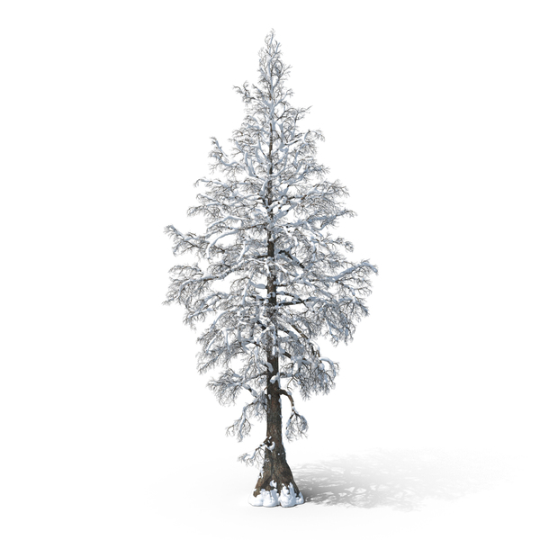 Bare Snow Tree PNG Images & PSDs for Download | PixelSquid - S105715853