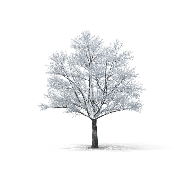 Bare Tree PNG Images & PSDs for Download | PixelSquid