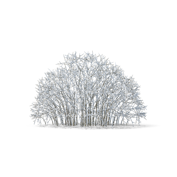 Deciduous: Bare Tree Covered in Snow PNG & PSD Images Deciduous: Bare Tree Covered in Snow PNG & PSD Images