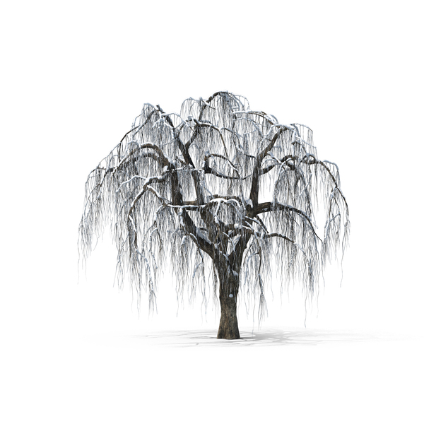 Deciduous: Bare Tree PNG & PSD Images